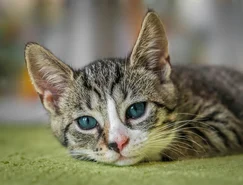 A escolha por pets no Natal e os impactos para a rotina das famílias - Pixabay (1).jpg 