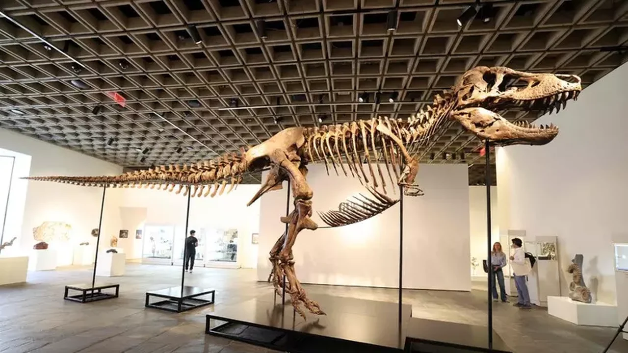T-Rex 'Gus' é arrematado por mais de 50 milhões de dólares e bate recorde histórico