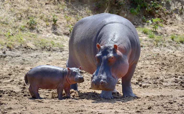 Ksyusha é flagrada curtindo piscina natural do Zoológico de Moscou