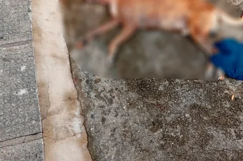 VÍDEO: em Maceió, Pitbulls atacam e matam outro cachorro