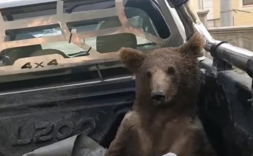 Ursa resgatada após comer mel alucinógeno na Turquia passa bem e ganha nome