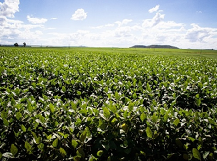 Safra de grãos deve bater novo recorde de área plantada, mas produção pode variar entre regiões