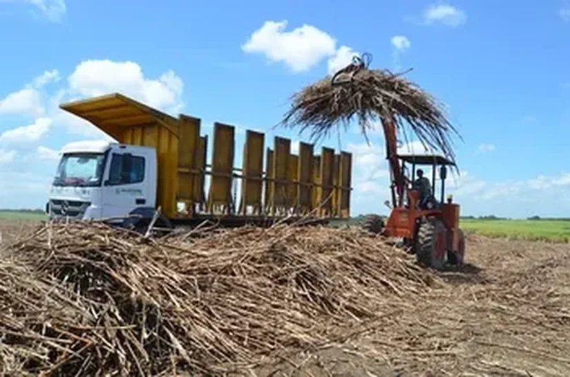 Com nova previsão da safra de cana em AL, usinas apostam no etanol