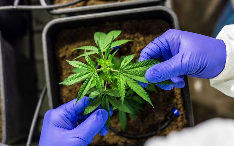 Cultivo de cannabis medicinal pelo agronegócio é destaque em congresso