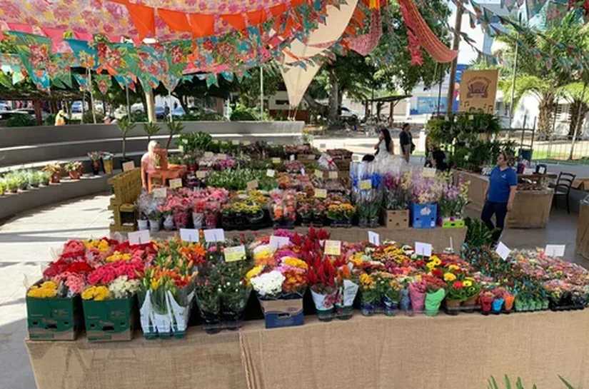 Feira de Flores Holambra chega a Arapiraca com mais de 200 espécies