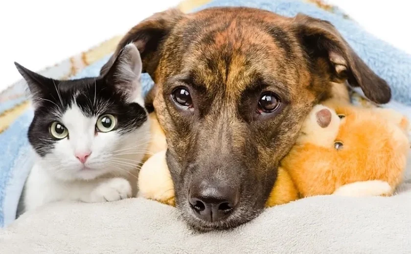 Feira de Adoção de cães e gatos acontece domingo (06) na Rua Aberta