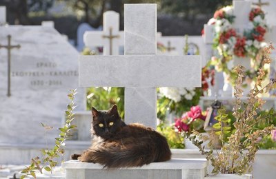 Projeto autoriza instalação de cemitérios e crematórios de animais domésticos em Alagoas