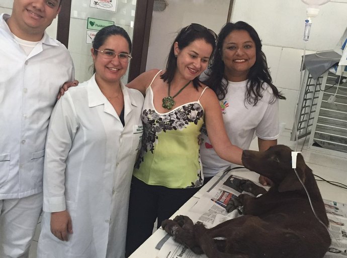 Comissão de Bem Estar Animal da OAB/AL ajuda no resgate de cão enterrado vivo em Maceió