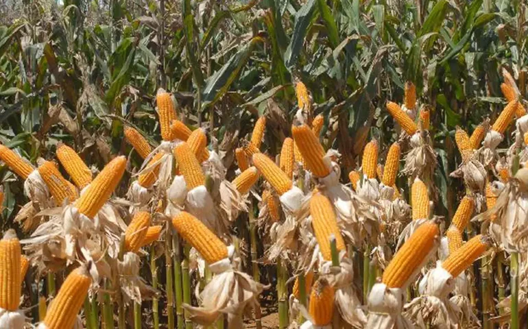 EUA vencem disputa comercial contra México sobre proibição de milho geneticamente modificado
