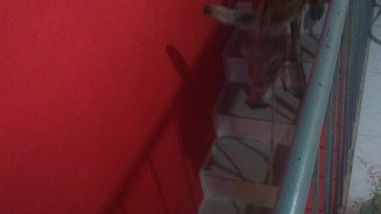 Jumento cai em telhado de casa em Palmeira
