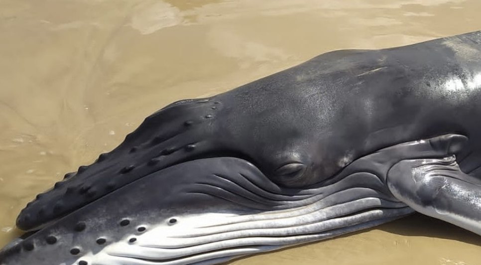 Filhote de baleia jubarte encontrado morto no Litoral Sul de Sergipe