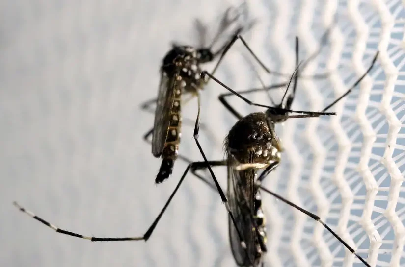 Mais de 1.200 casos de dengue são confirmados em Maceió neste ano, aponta SMS