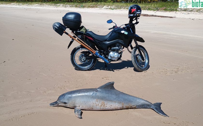 Golfinho da espécie boto-cinza é encontrado morto na Barra de Santo Antônio