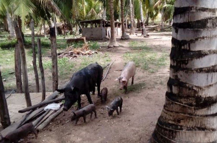 Criadores de suínos de Jequiá da Praia são cadastrados pela Adeal