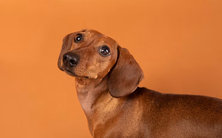 Do caramelo à calopsita: novo complexo veterinário do IBMR amplia atendimento a pets não convencionais no Catete