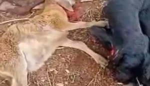 Animais feridos por suposto "Chupa-cabra". Fonte: Internet
