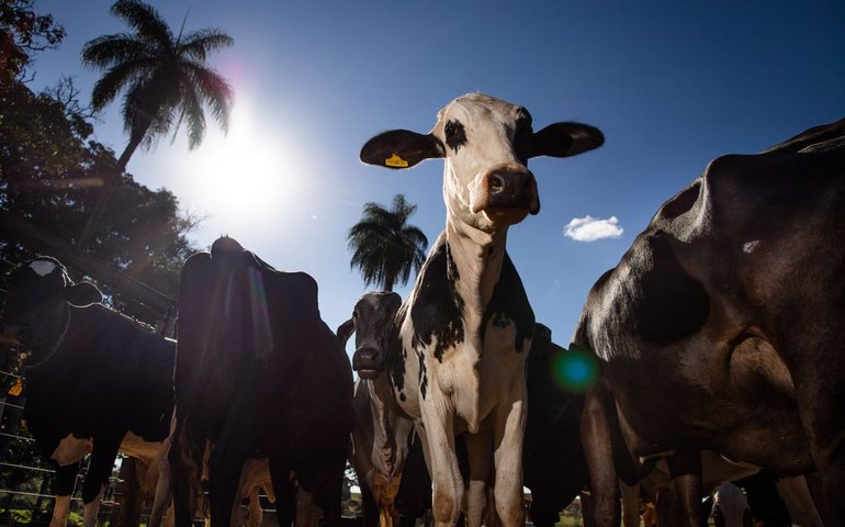 União Europeia oficializa veto a carne brasileira a partir de setembro