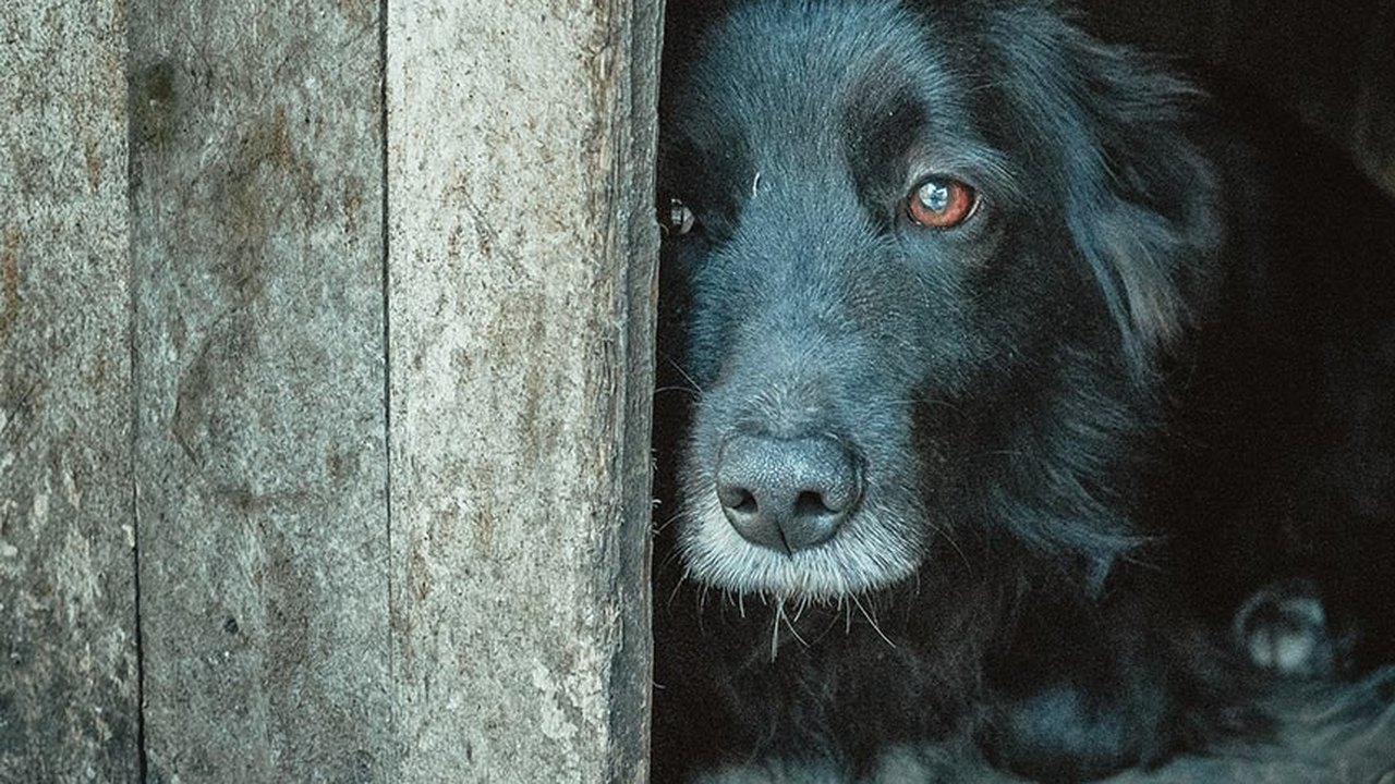 Síndicos devem denunciar maus-tratos de animais, aprova CMA