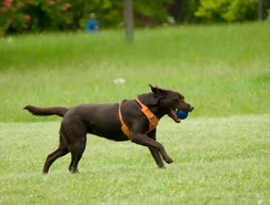 Conheça os caminhos para desenvolver a inteligência dos cães - Pexels (3).jpg 