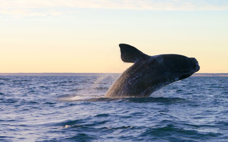 Baleias poderiam viver muito mais tempo se as deixassemos sozinhas, diz mídia