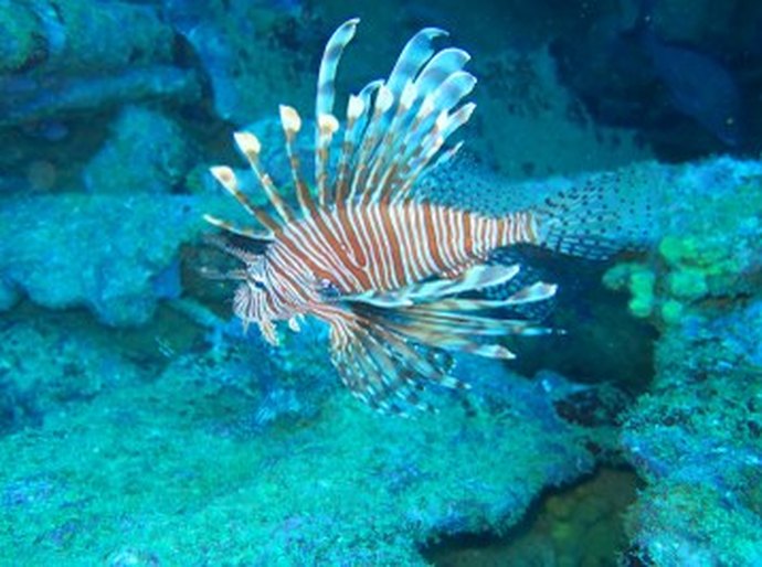 Ação com a Ufal promove manejo seguro do peixe-leão nos recifes de Alagoas