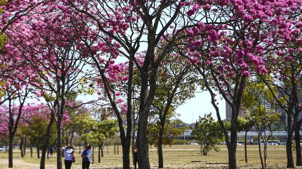 Quer apreciar os ipês de Brasília? Aplicativo gratuito cria rota de visitação