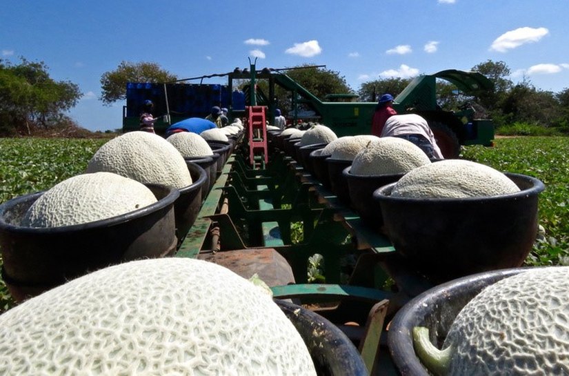 Banco do Nordeste e BTG Pactual lançam Fiagro Nordeste para impulsionar o agronegócio
