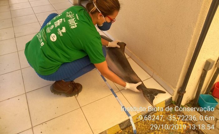 Golfinho foi encontrado nas imediações do Porto de Maceió