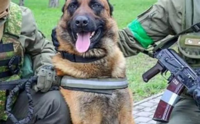 Cão do Exército Russo é resgatado por tropas da Ucrânia