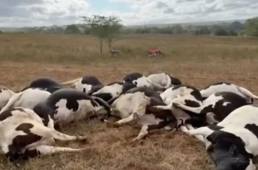 Vacas eletrocutadas: polícia vai investigar morte de 27 animais em Batalha