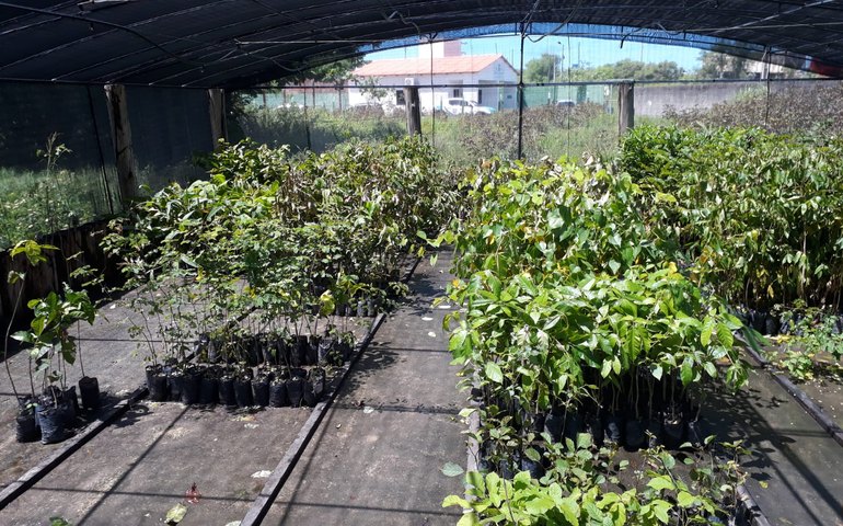 IMA recebe 5 mil mudas de plantas para o projeto Alagoas Mais Verde