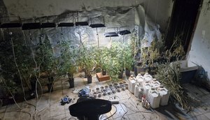 Estufa de maconha clandestina / Foto: Foto: Ascom PM/SE