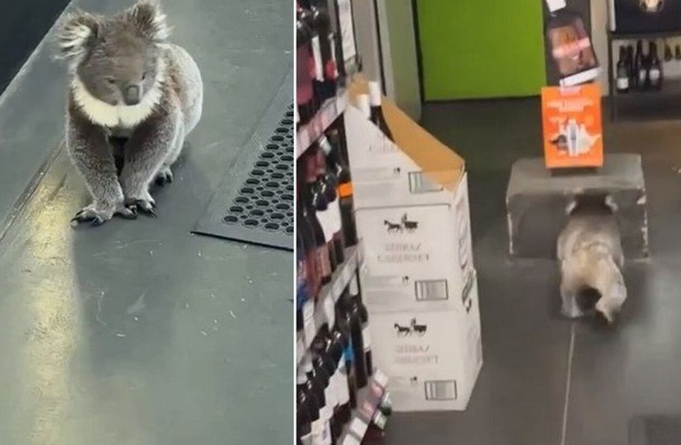 coala-secao-vinhos-australia-26072023203044393