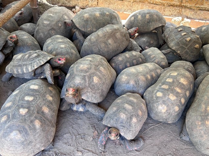 Entrega voluntária de animais silvestres é alternativa legal e responsável