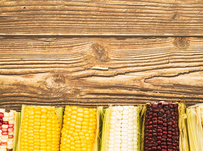 Festa Junina à vista: conheça os diferentes tipos de milho e como utilizá-los em receitas típicas