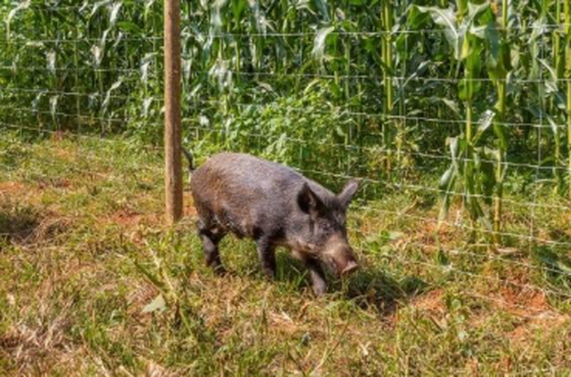 Cercamento eficiente para milho é aliado da produtividade na safrinha de 2026