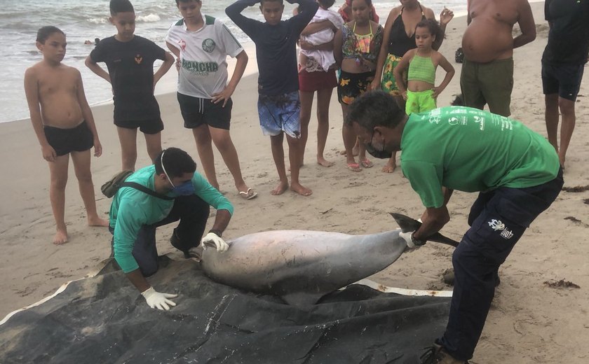Mais de 700 animais foram encontrados encalhados em Alagoas