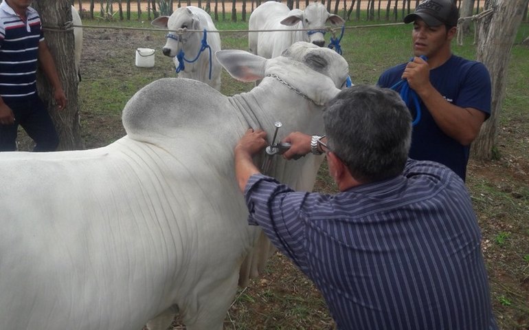 Alagoas inicia segunda etapa da campanha de vacinação contra a febre aftosa