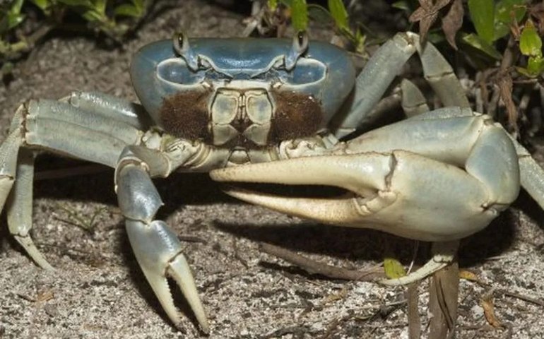 Caranguejo na pista faz avião da Gol arremeter no aeroporto de Vitória