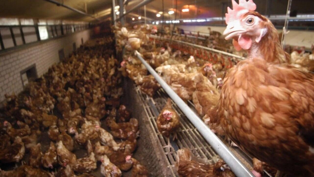 Brasil investiga 11 casos suspeitos de gripe aviária em aves silvestres