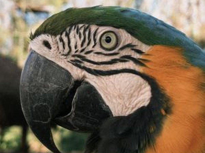 Centro de Apoio à Fauna Silvestre da Vitru Educação atinge marco histórico de 1,7 mil atendimentos a espécies de vida livre no Paraná