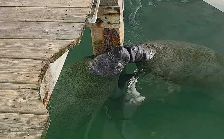 Peixes-boi compartilham um doce 'beijo' diante da câmera