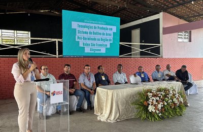 Seagri fortalece rizicultura no Baixo São Francisco com Programa Alagoas Mais Arroz