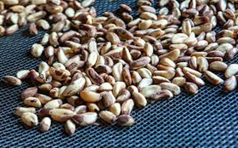 Efeito dominó: seca atinge produção de castanhas e reprodução de abelhas