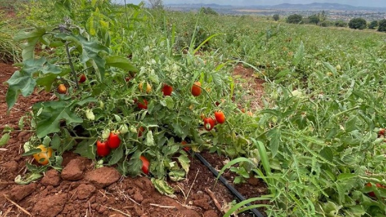Operação descobre furto diário de 40 mil litros de água para irrigar plantação de tomates, em Palmeira dos Índios