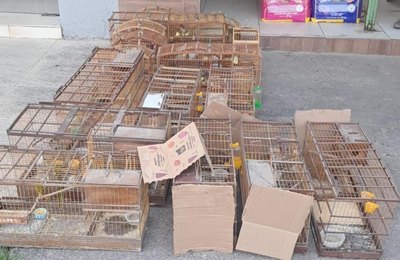 PM-AL resgata aves silvestres e desarticula pontos de venda ilegal no interior