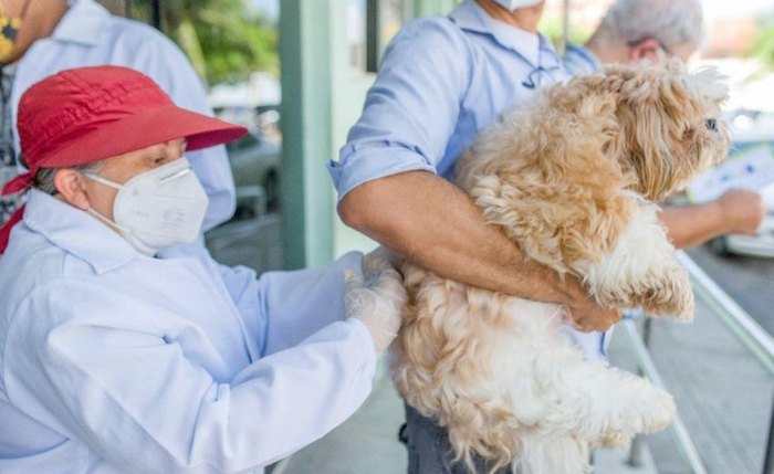 Ministério da Saúde informou que pretende imunizar 28 milhões de cães e gatos 