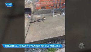 Jacaré Estância