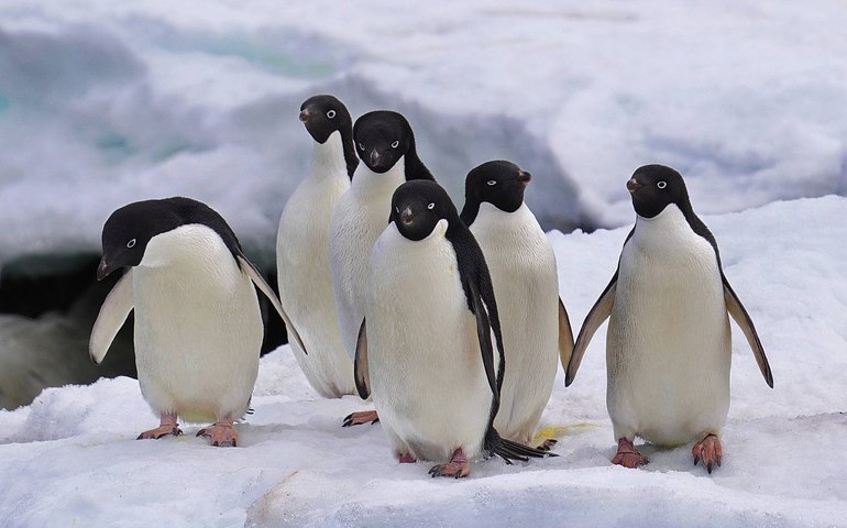 Cientistas analisam microplásticos em fezes de pinguins na Antártica