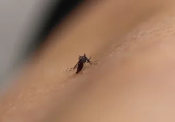 Brasil concentra quase 70% dos casos de dengue da América Latina e Caribe